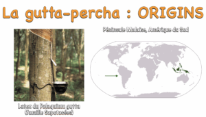 BLOG - Dr Brice Riera - Endodontie - frabication cones de gutta percha