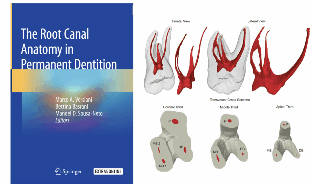 BLOG - Dr Brice Riera - Endodontiste - MV2