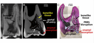 BLOG - Dr Brice Riera - PRRS