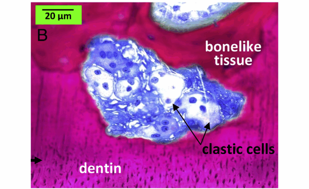 BLOG - Dr Brice Riera - cellules au repos